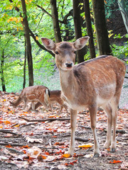Deer in a mixed autumn forest, close-up shot.