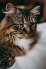 Grey cat lying on bed