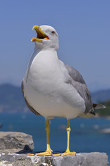 Yellow-legged Gull (Larus michahellis) on rock seen of front with the open beak in Italy