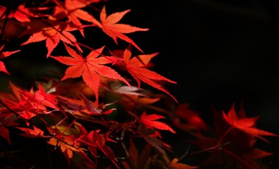 red leaves
