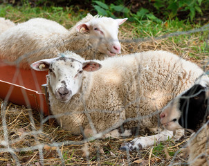 Sheep herd behind a fence.