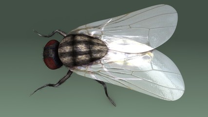 Housefly