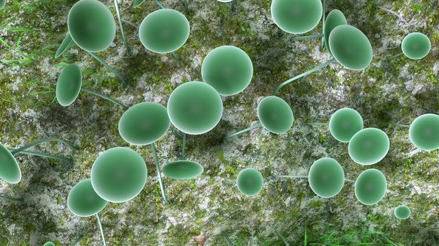 Acetabularia