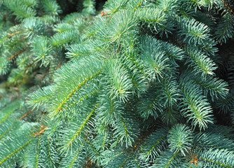 Christmas tree. Blue spruce branches on a textured background. 