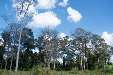 .Dead trees wither and dry forest destruction at the hands of a