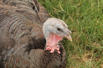 A Large Free Range Farmyard Turkey Bird.
