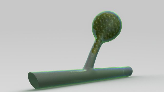 Oospores