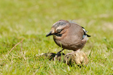 Jay sitting on meadow with grass in the beak