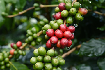 Coffee beans ripening on a tree.