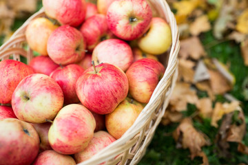 Naklejka na ściany i meble wicker basket of ripe red apples at autumn garden
