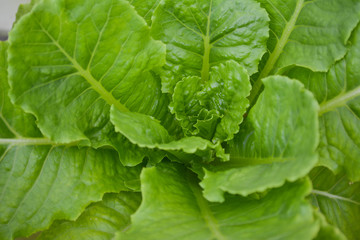 vegetables in farm organic