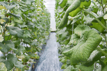 Melon in farm organic