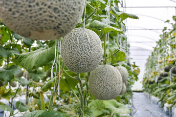 Melon in farm organic