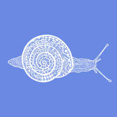 Hand drawn white doodle snail on blue background. Vector snail