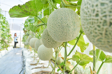 Melon in farm organic