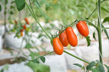 Tomato in farm organic