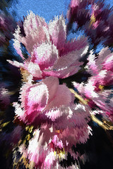 Abstraction, beautiful of stylized magnolia  flower