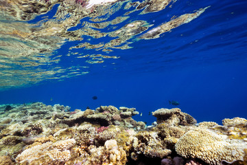 edge of the reef reflex