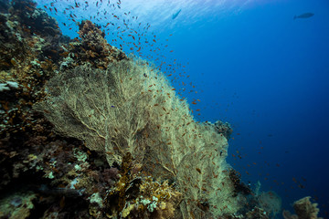 Fototapeta na wymiar giant gorgonian seascape