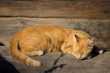 Ginger cat