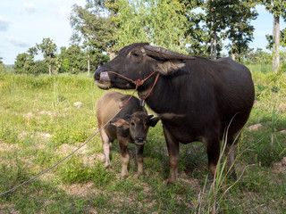 Naklejka na ściany i meble thai buffalo for agriculture