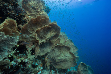 giant gorgonian seascape