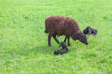 Fototapeta premium sheep with lambs