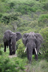 Fototapeta premium Two African elephant. Adult males with tusks going
