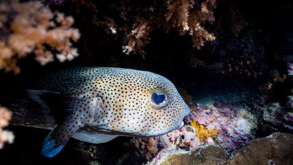 the spiny pufferfish playing hide and seek with me © Pierluigi Leggeri