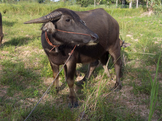 thai buffalo for agriculture