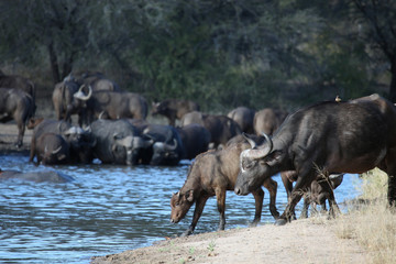 Fototapeta na wymiar Calf and cow African Buffalo come to the waterhole