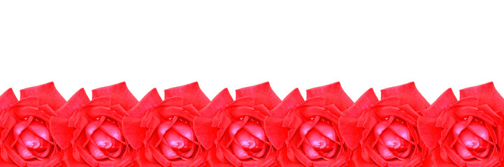 Róże na białym tle © rafaello