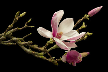 Fototapeta na wymiar Blooming magnolia