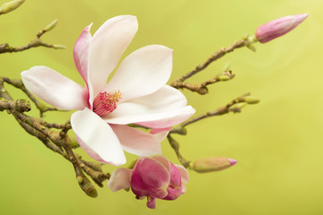 Magnolia stamen