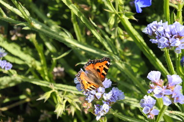Schmetterling Kleiner Fuchs auf Blüten