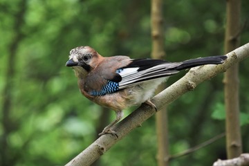 Fototapeta premium Geai des chênes (Garrulus glandarius).
