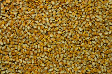 Corn on the angle