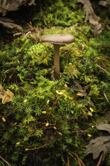 Seta Arrhenia onisca sobre musgo