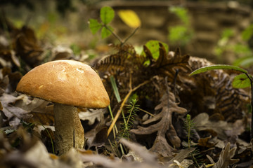 Seta Boletus Leccinum sobre hojas de encina
