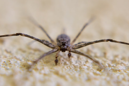 Spider face macro, Sri Lanka.