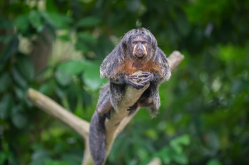 Pale Saks lies on a bare branch and looking at the camera from the front in the Singapore zoo