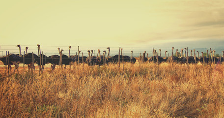 Beautiful photo of a herd of ostriches on an ostrich farm. Wonderful African landscape. Group of ostriches in a paddock. Matte tone. Vintage.