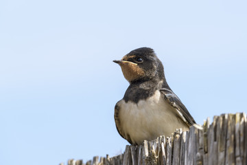 Der kleine Neugierige