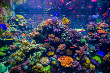 A variety of bright fish move against the backdrop of coral polyps and in the underwater world of a large aquarium (Singapore) - Powered by Adobe