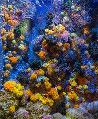 Naklejka na ściany i meble Bright yellow corals in a aquarium with blue fish (Singapore)