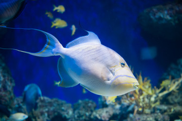 Big white fish swimming in an aquarium close-up (Singapore)