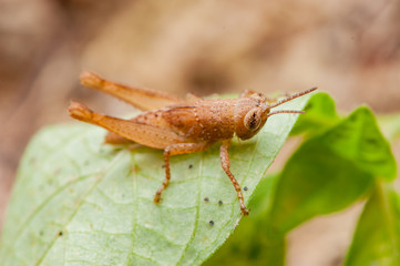 Narrow-winged Spur-throat Grasshopper, (Melanoplus angustipennis) on a leaf
