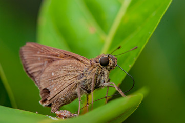 Brown Fiery Skipper moth (Hylephila phyleus) on a leaf