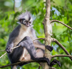 Cute Thomas Langur sits on a branch on a background of green leaves (Singapore)