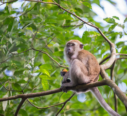 A pale red monkey sitting on a branch and holds in a hand an orange fruit on a background of green leaves (Singapore)